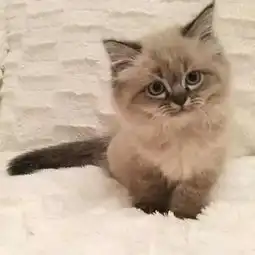 这只猫的铲屎官压力一定很大吧这臭脸看着好害怕