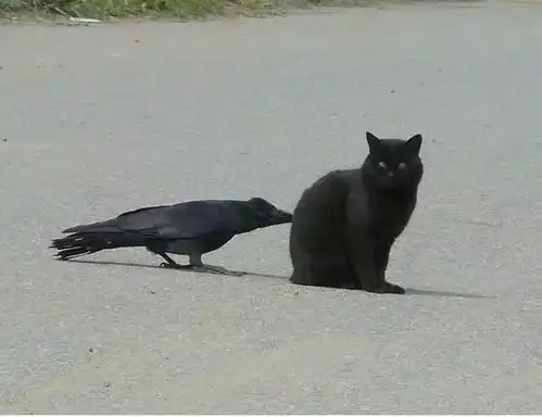 熊猫屁股惨遭乌鸦拔毛,一看用途大家全喷了真是胆大包天哈