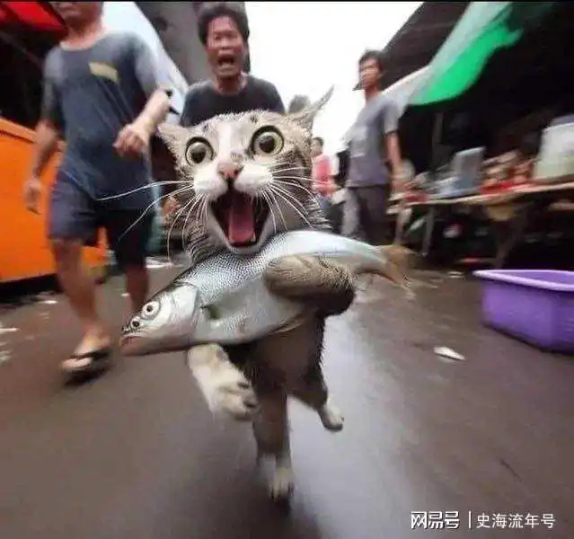 末路狂飙光天化日,朗朗乾坤,一只抱着偷来的鱼疯狂奔跑的猫