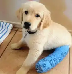 这委屈的小眼神让人看了又好气又好笑