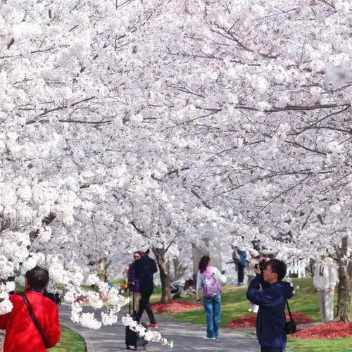 近17万游客本周末顾村公园共享美到极致的樱花盛宴,你去了吗