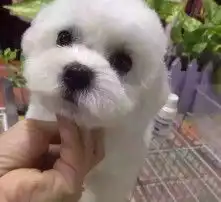 黄页88高清图片