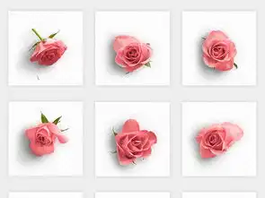 唯美手绘卡通红玫瑰花朵花束花瓣png免扣素材图片模板下载28.95mb花卉大全自然