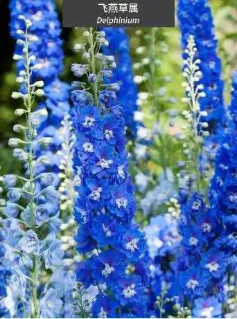 植物也有色彩语言让我们来听听它们怎么说