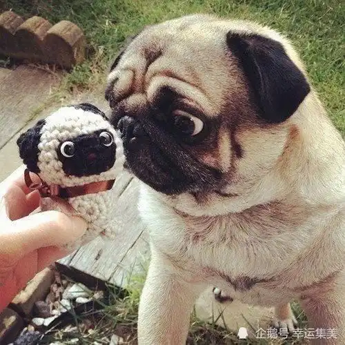 8张罕见滑稽图片,草原之王我不要面子的吗