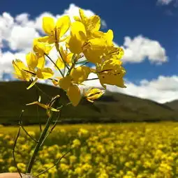 远去的阳光自由还有那个迷失的我