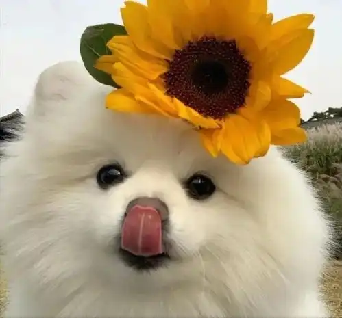 可爱小猫小狗头像