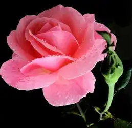 寻找一个黑色背景的红色蔷薇,我要用做qq头像