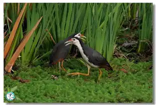 云溪两只白胸苦恶鸟