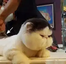 猫咪被主人带去剃头,一照镜子眼泪流下来,理发师追着要退钱