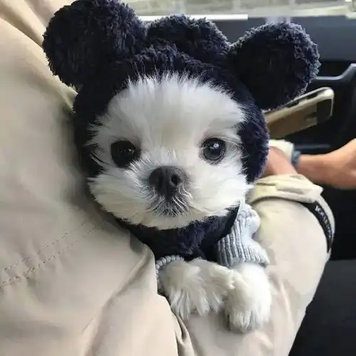 我凭自己本事单身,为什么要处对象