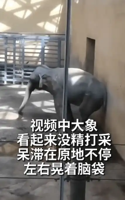 太原动物园大象摇头数月疑抑郁网友去年好像就这样