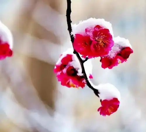 寒梅傲雪独绽小寒,古诗词里的梅花,傲然绽放,展现冬日的风采