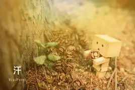 治愈系小清新亚马逊小盒子的幸福生活