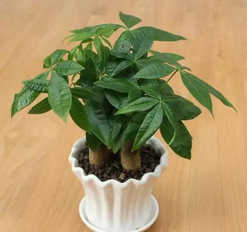 一片落叶图片卡通头像虎