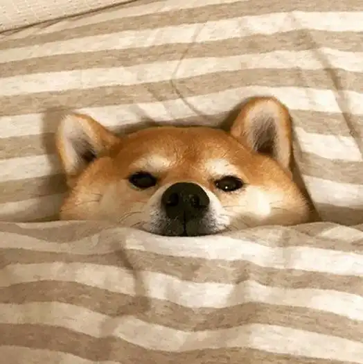 重要通知今天吸柴柴暖暖哒