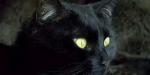 女子捡到一只小猫,带回家养了半年,女子丈夫和猫一起失踪