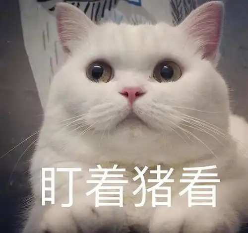 猫咪把你当妈妈了,会有这8个举动,别不知道