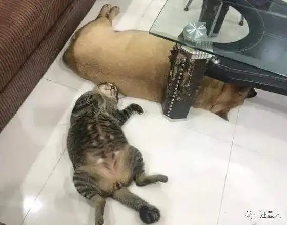 捡了三只奶猫让狗狗带大,可四年后,铲屎官后悔了...