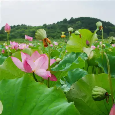 好看荷花微信头像,清新淡雅的荷花图片