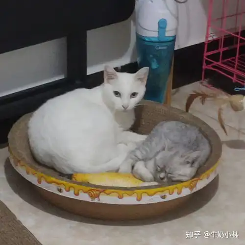 6个月银渐层4.2斤正常吗