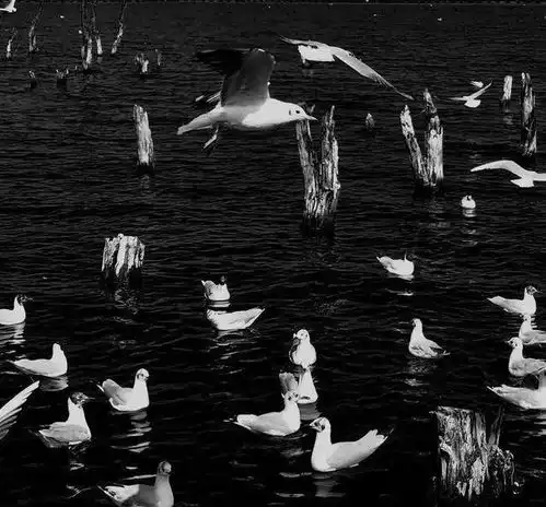 文案丨有人剩饭喂狗有人流浪街头