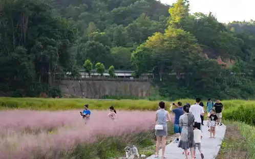 清凉山郊野公园粉黛乱子草梦幻盛放,如云雾海洋引爆粉色少女心