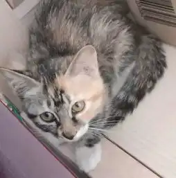 免费领养每一只猫咪都是治愈系的天使2019.8.16