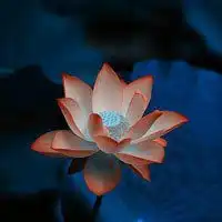 莲花头像图片大全大图禅意粉红色莲花头像图片