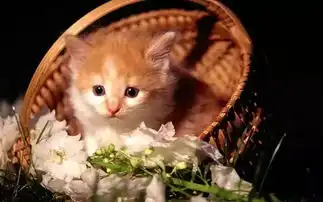 可爱至极又萌的猫咪,聪明到让你怀疑