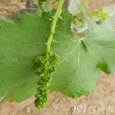 头像女生水果系图片葡萄