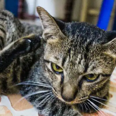 一只灰色的小猫特写,可爱猫咪头像萌图片