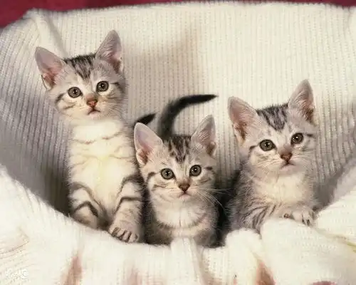 吃药都像被虐待3个小诀窍快速喂猫主子吃药,奴才必备技能再1