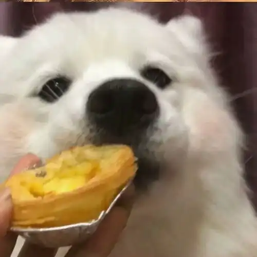 一组憨憨头像
