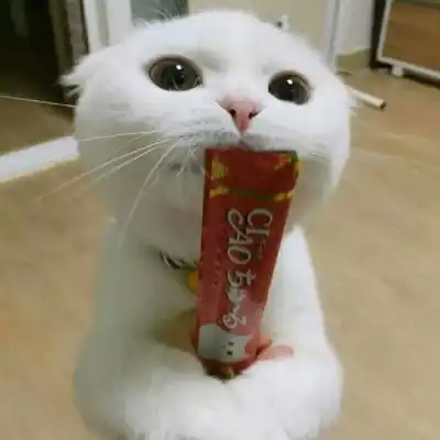 小猫卡通头像水晶棺材
