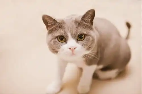 吃剩猫罐头要倒掉吗,剩余猫罐头储存方法