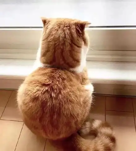 猫感冒了怎么办怎么判断是不是猫鼻支听听专业宠医怎么说