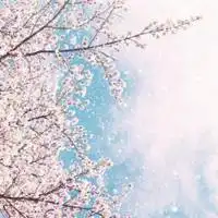 淡雅樱花头像女生头像微信头像图片大全