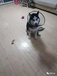 哈士奇被蛇咬了还没好利索又被车撞了,但是放不下的是对肉的坚守