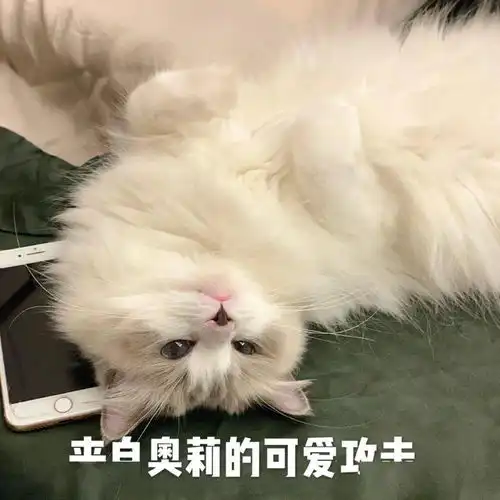 你是猫系女还是犬系女现在最受欢迎的竟然是...