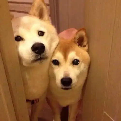 文案
