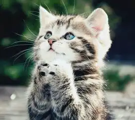 求几张好看的熊,还有猫图片,做头像用,多谢了