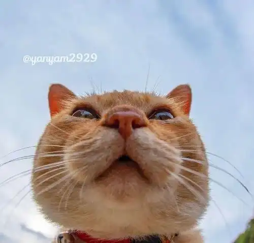 中年猫咪自拍图鉴