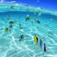 夕阳与大海微信头像微信头像图片大全