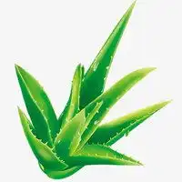 一片落叶图片卡通头像芦