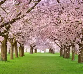 安卓高清桌面壁纸三月樱花唯美桌面壁纸