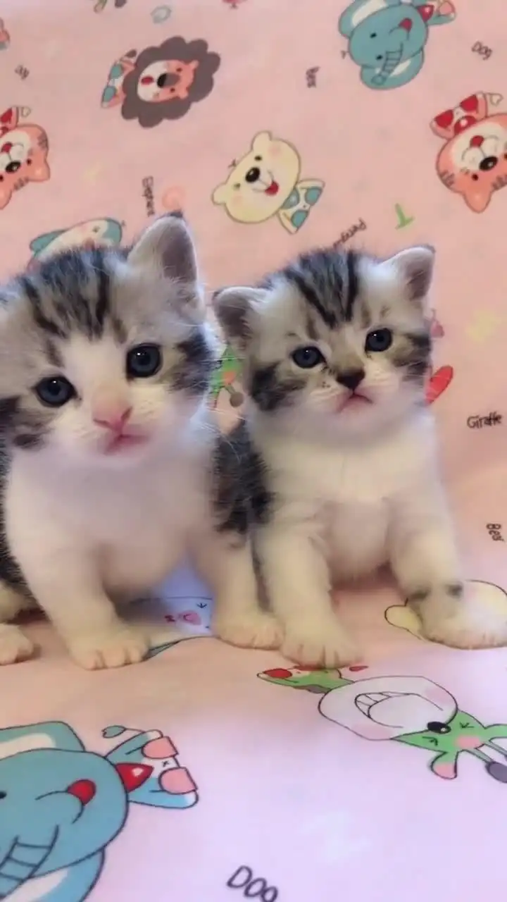 两只超萌小奶猫,你们喜欢哪一只