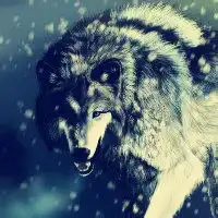 微信狼头像图片大全霸气十足冷酷的狼