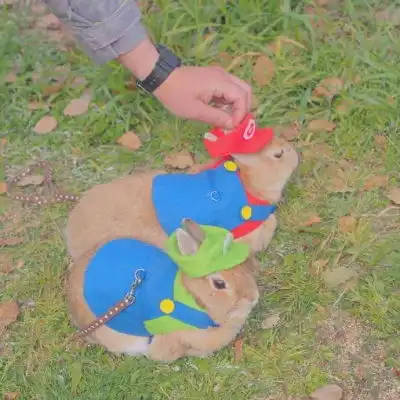 可爱兔子头像右下戳赞的人会拥微信头像我要个性网