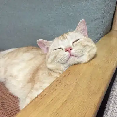 爹系男友动物头像帅气